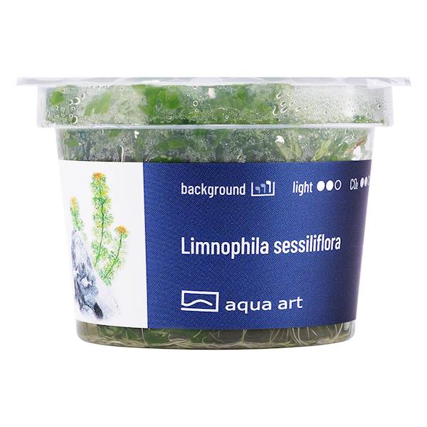 Limnophila sessiliflora