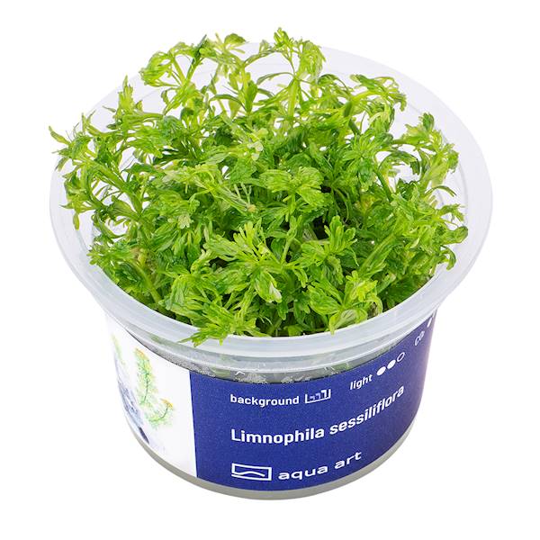 Limnophila sessiliflora