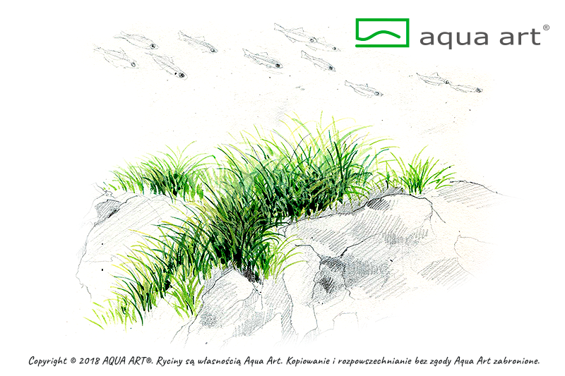 Eleocharis pusilla 