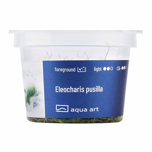 Eleocharis pusilla 