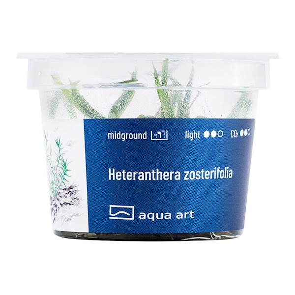 Heteranthera zosterifolia