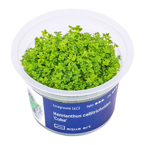 Hemianthus callitrichoides 'Cuba'