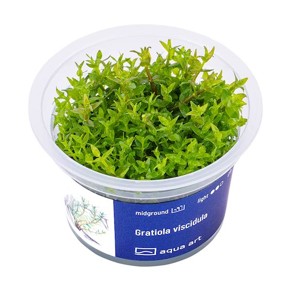Gratiola viscidula