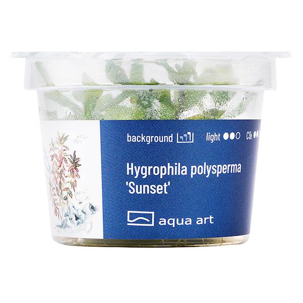 Hygrophila polysperma 'Sunset'