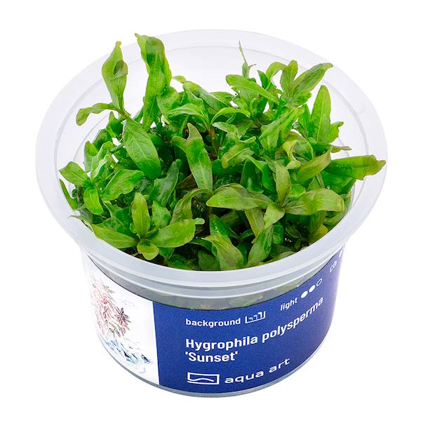 Hygrophila polysperma 'Sunset'