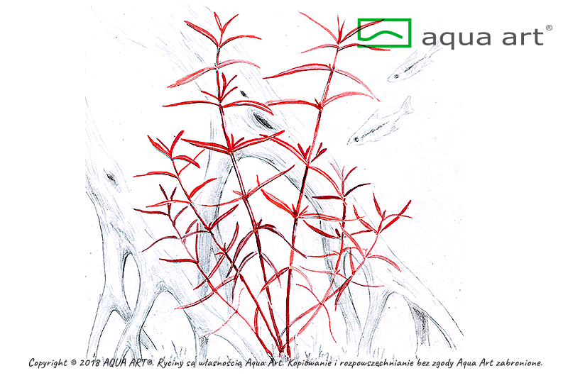 Hygrophila sp.  'Araguaia'