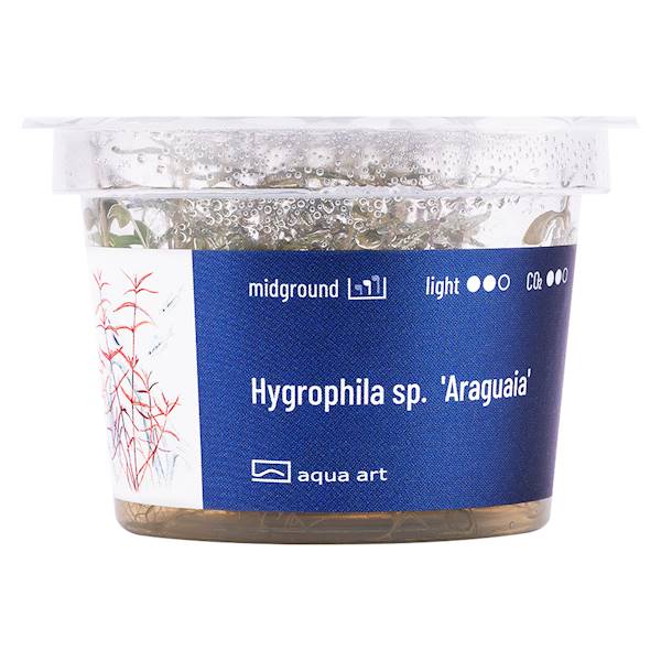 Hygrophila sp.  'Araguaia'