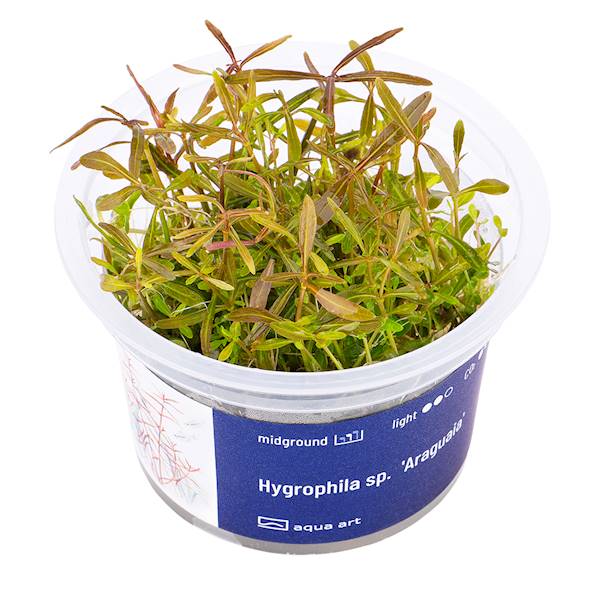 Hygrophila sp.  'Araguaia'