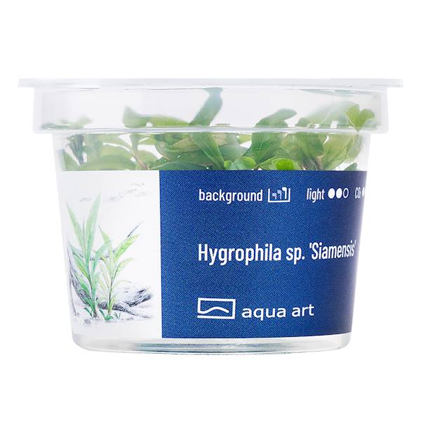 Hygrophila sp. 'Siamensis'