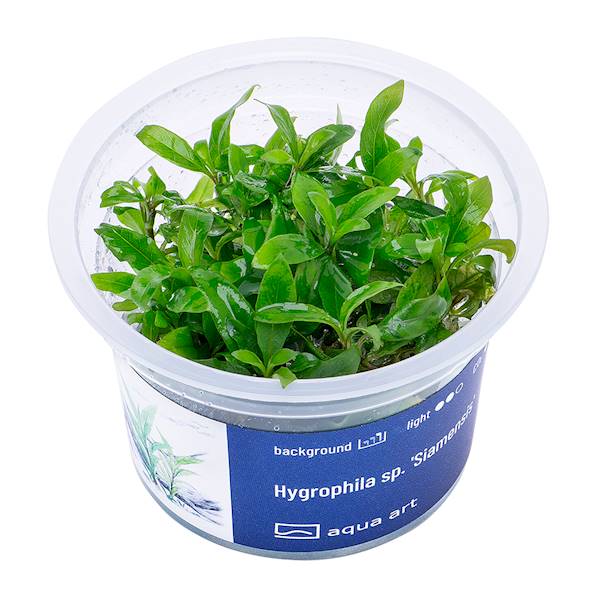 Hygrophila sp. 'Siamensis'