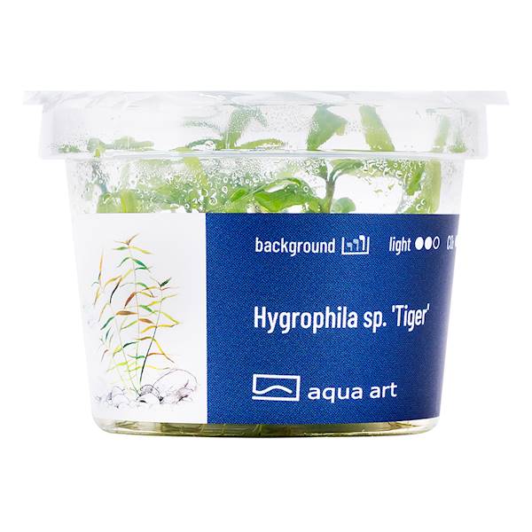 Hygrophila Polisperma sp. 'Tiger'
