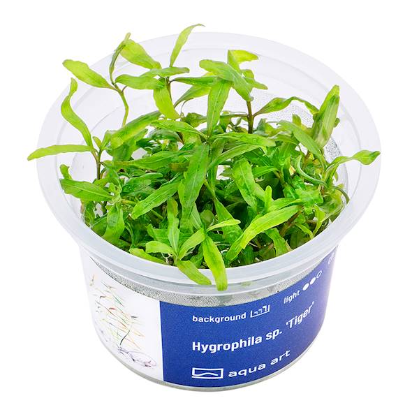 Hygrophila Polisperma sp. 'Tiger'