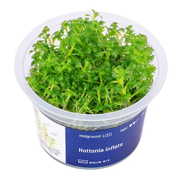 Hottonia inflata