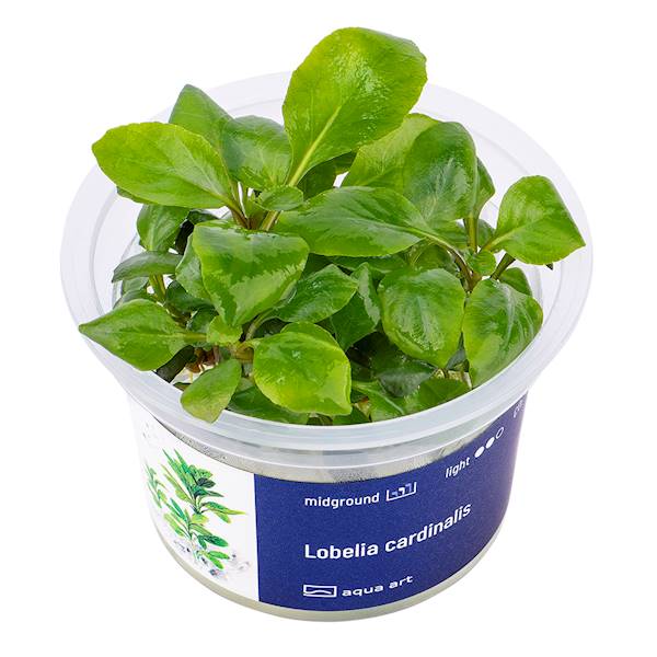 Graines Lobelia Cardinalis – Vivace Rouge – Floraison Juillet à Septembre – Hauteur 1,20 M
