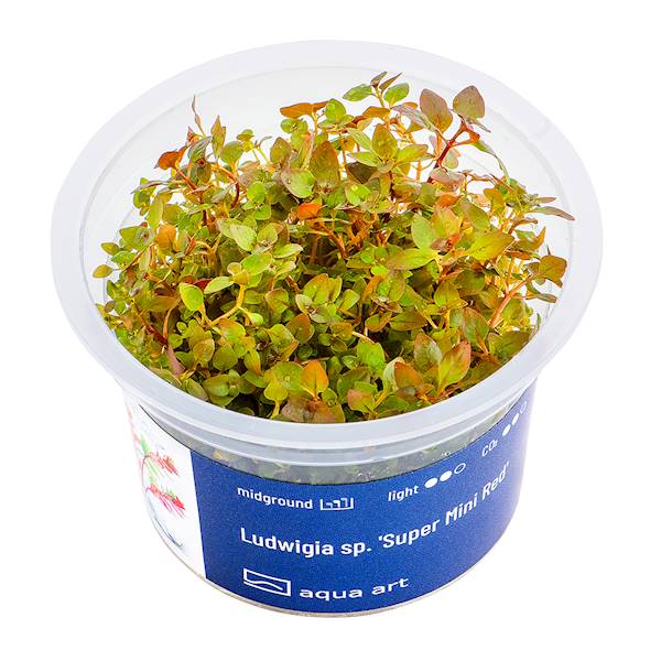 Ludwigia sp.'Super Mini Red'