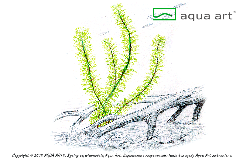 Myriophyllum sp. ’Guyana’ 