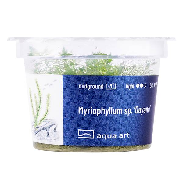 Myriophyllum sp. ’Guyana’ 
