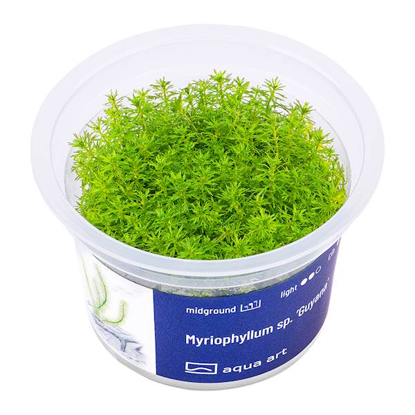 Myriophyllum sp. ’Guyana’ 