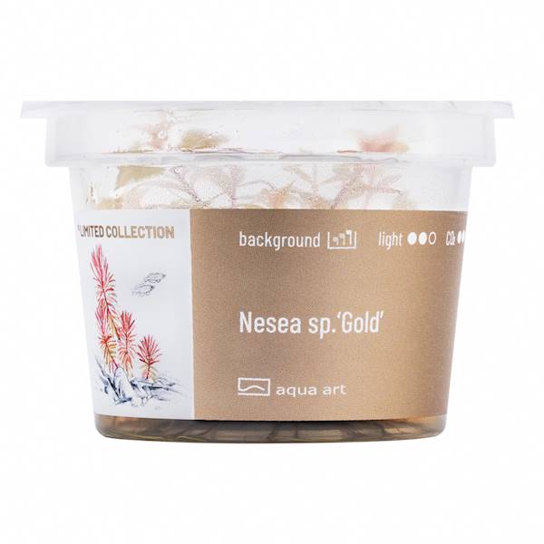 Nesea sp. 'Gold'