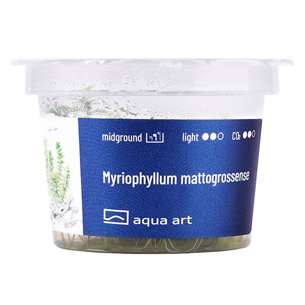 Myriophyllum mattogrossense