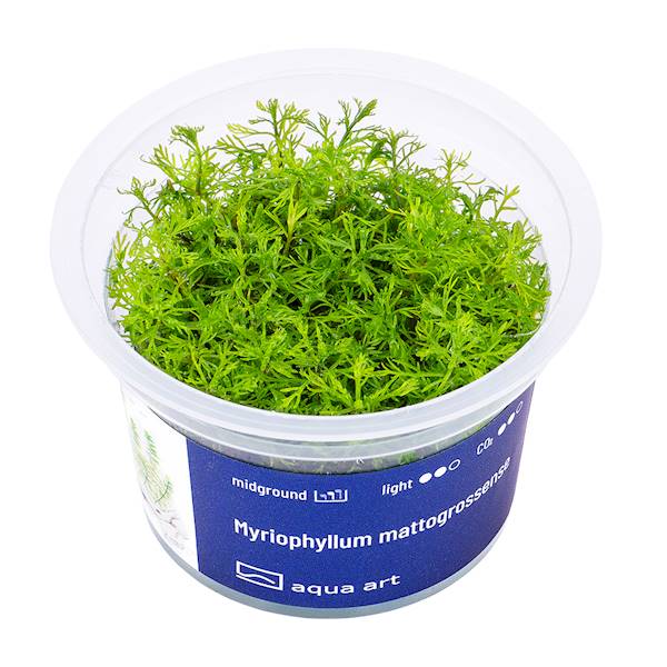 Myriophyllum mattogrossense