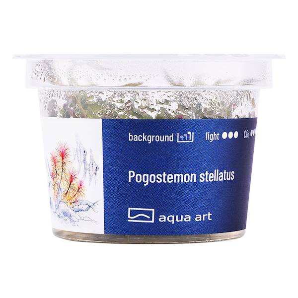 Pogostemon stellatus