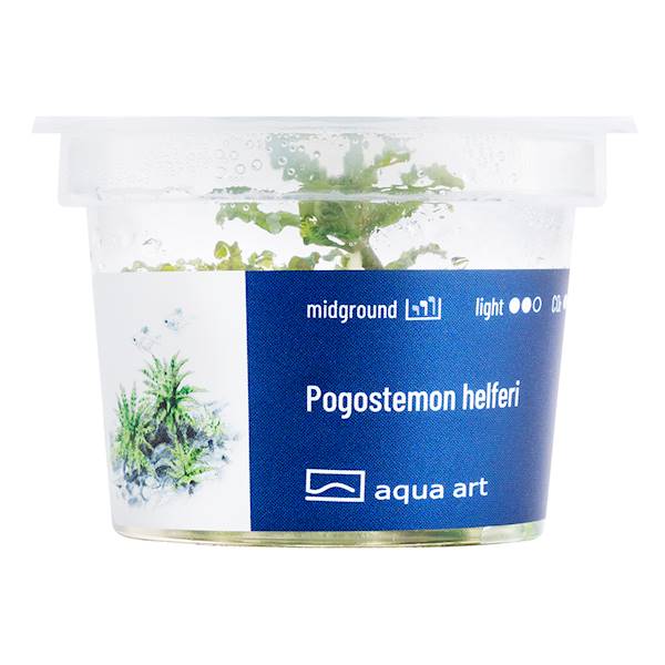 Pogostemon helferi