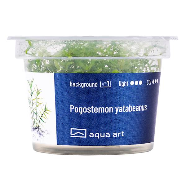 Pogostemon yatabeanus
