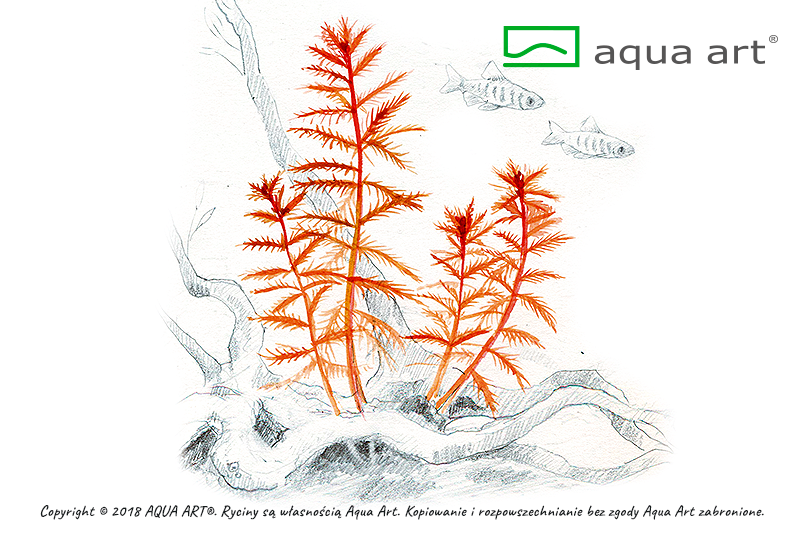 Proserpinaca palustris  