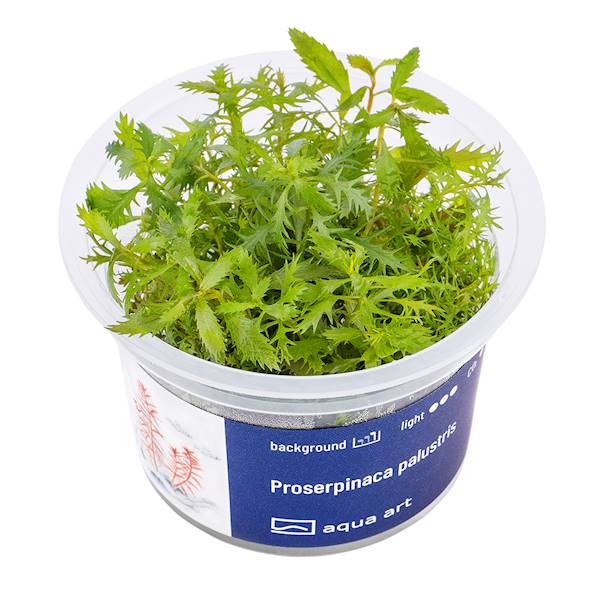 Proserpinaca palustris  