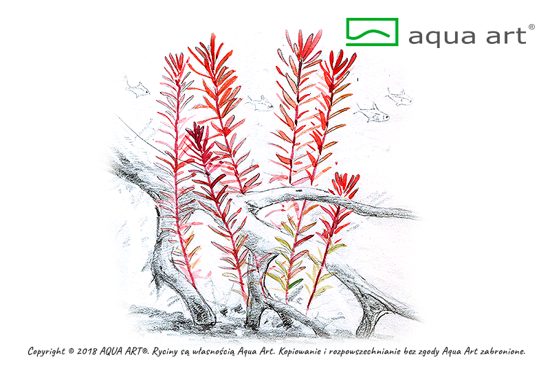 Rotala sp. ’H’ra’
