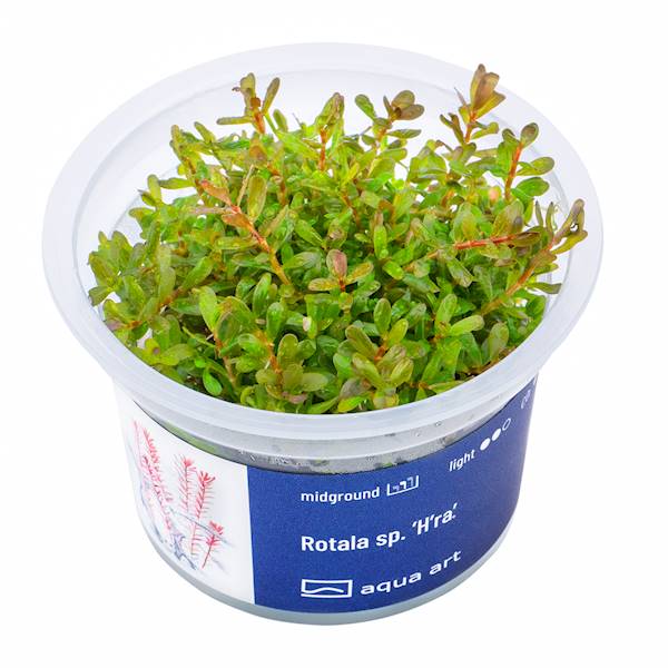 Rotala sp. ’H’ra’