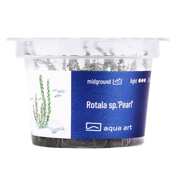 Rotala sp.'Pearl'