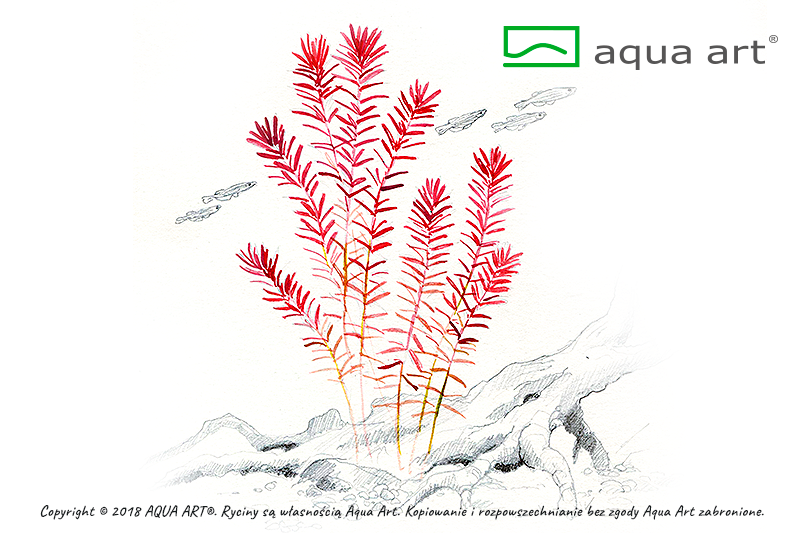 Rotala rotundifolia