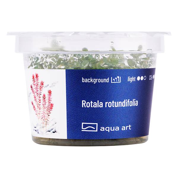 Rotala rotundifolia