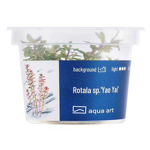 Rotala sp.'Yao Yai'