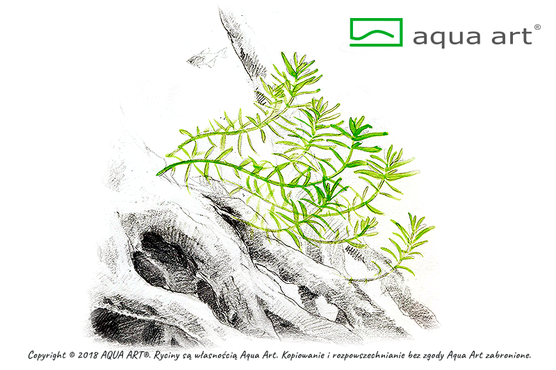 Rotala rotundifolia 'Green'