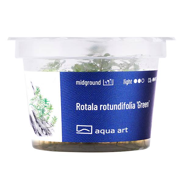 Rotala rotundifolia 'Green'