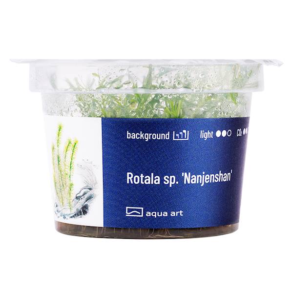 Rotala sp.'Nanjenshan'