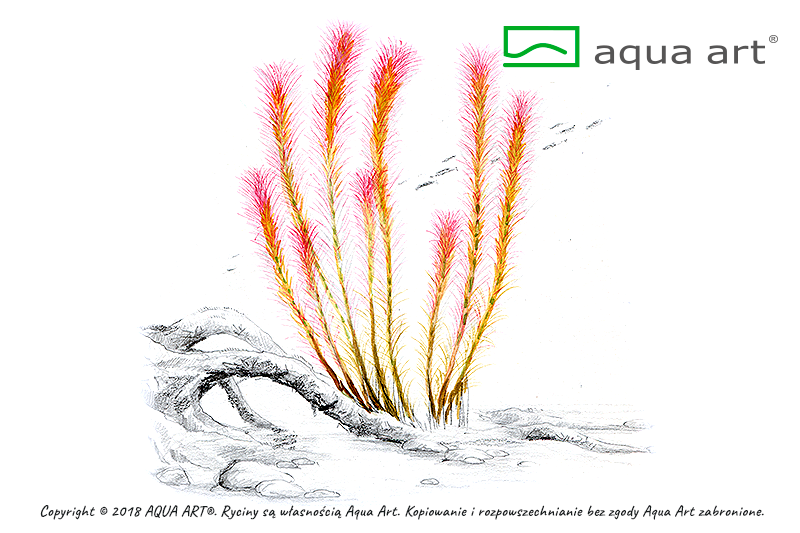 Rotala wallichii