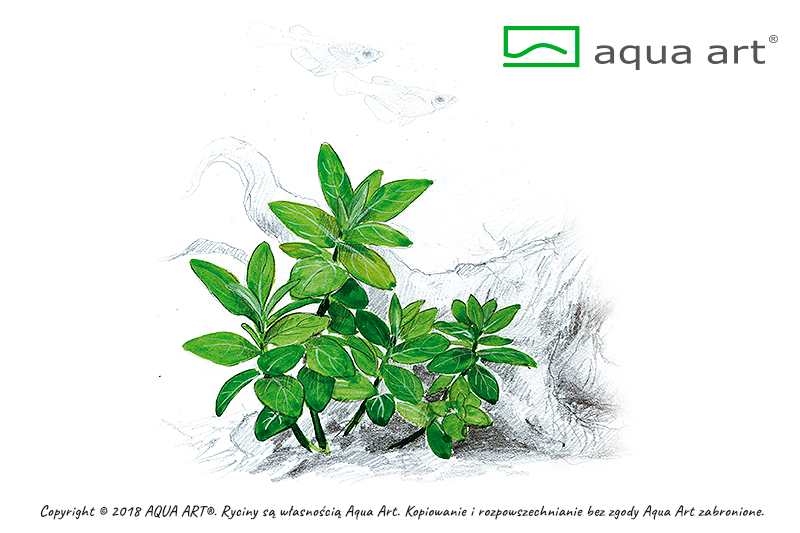 Staurogyne repens
