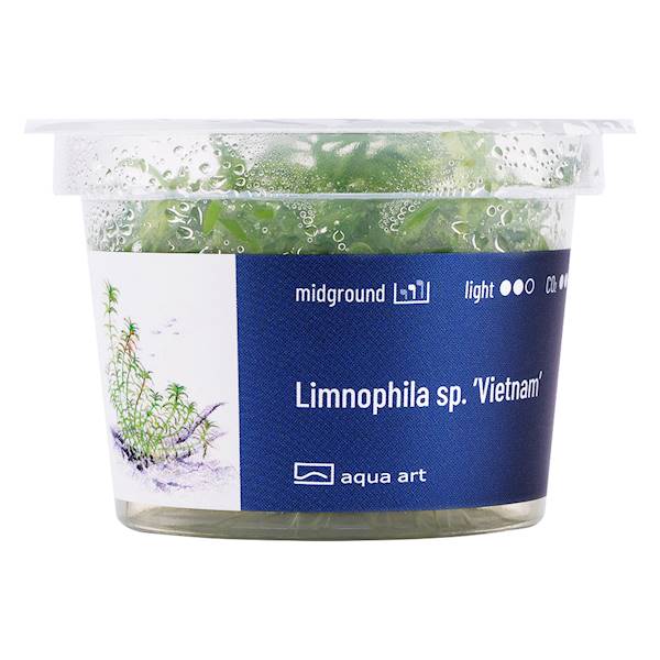 Limnophila  Vietnam