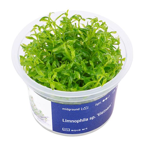 Limnophila  Vietnam
