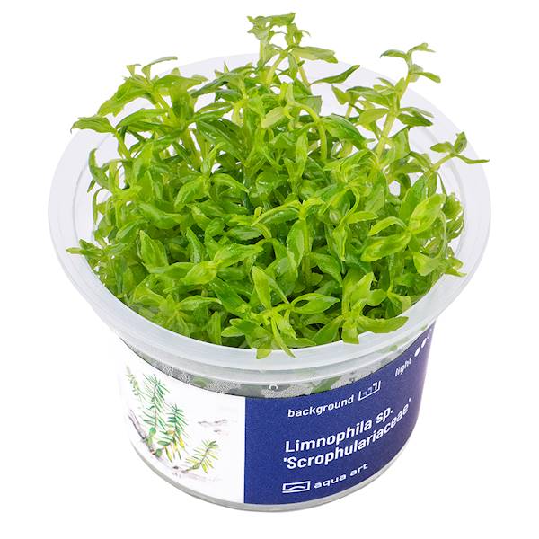 Limnophila sp. 'Scrophulariaceae'