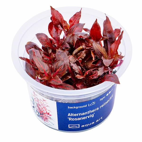 Alternanthera reineckii 'Rosanervig'
