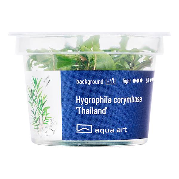 Hygrophila corymbosa 'Thailand'