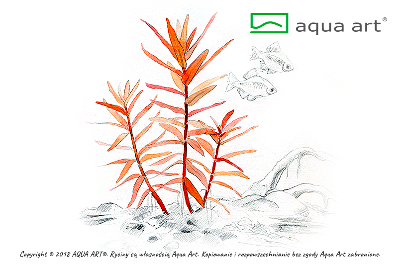 Ammania gracilis