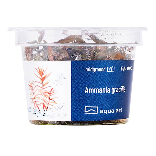 Ammania gracilis