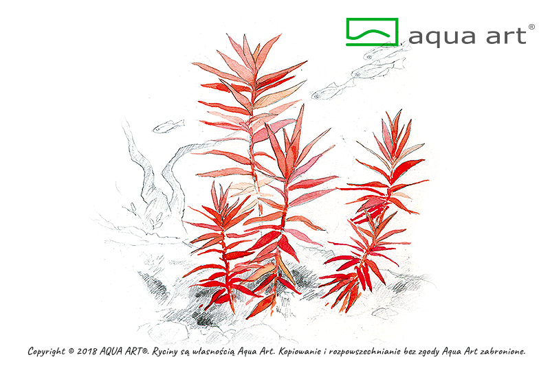 Ammania senegalensis