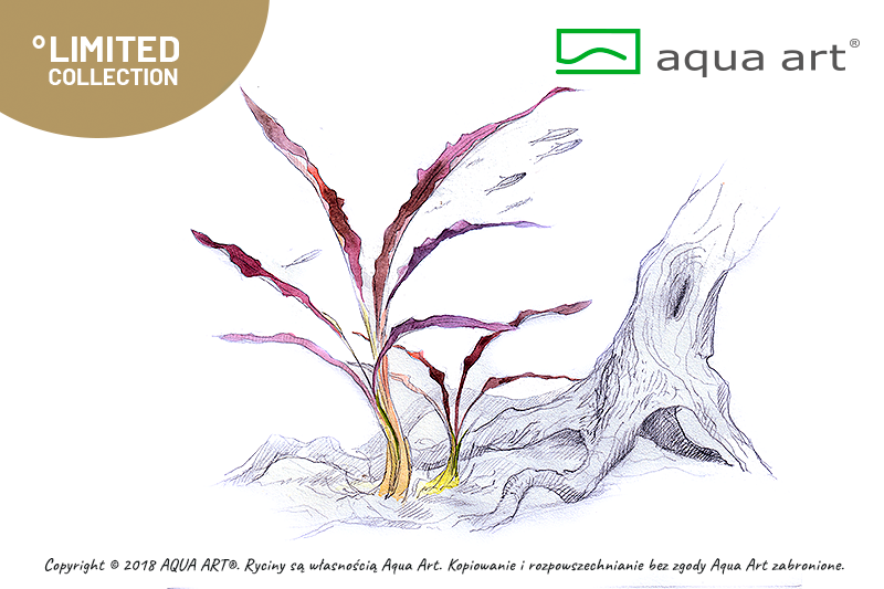 Cryptocoryne spiralis 'Red'